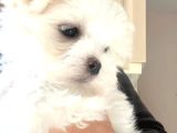 Petmode Köpek Çiftliğinde  Ziyarete Açık Kore Kan Maltese