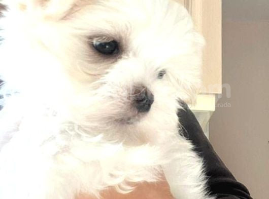 Petmode Köpek Çiftliğinde  Ziyarete Açık Kore Kan Maltese görsel