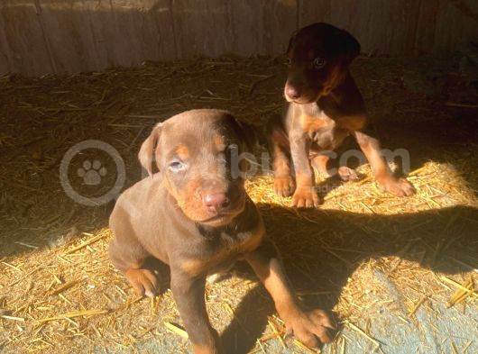 Kaliteli Doberman Yavruları Kızıl İstanbul Elden Teslim Olur görsel