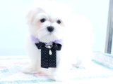 Petmode Köpek Çiftliğinde  Ziyarete Açık Kore Kan Maltese