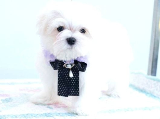 Petmode Köpek Çiftliğinde  Ziyarete Açık Kore Kan Maltese görsel