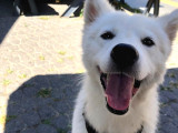 1-5Yaşında Dişi Samoyed