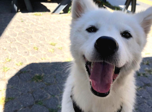 1-5Yaşında Dişi Samoyed görsel