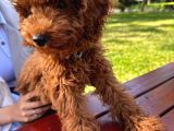Safkan Bakimli Poodle