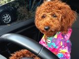 Safkan Bakimli Poodle