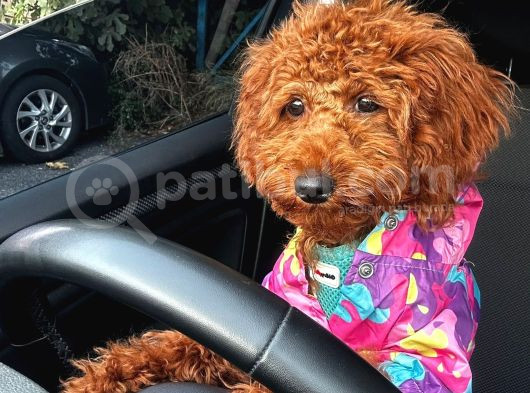 Safkan Bakimli Poodle görsel