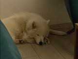 1-5Yaşında Dişi Samoyed