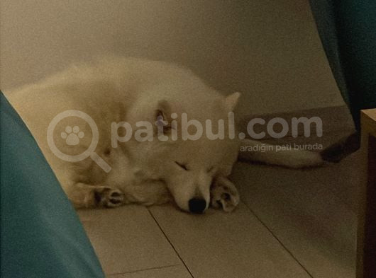 1-5Yaşında Dişi Samoyed görsel