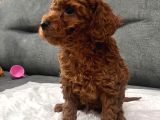 Cıvıl Cıvıl Toy Poodle Bebekler