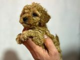 Cıvıl Cıvıl Toy Poodle Bebekler