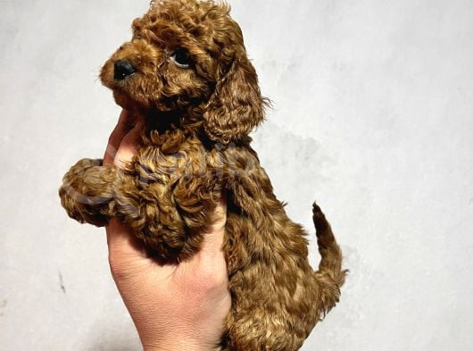 Cıvıl Cıvıl Toy Poodle Bebekler görsel