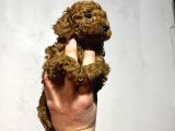 Cıvıl Cıvıl Toy Poodle Bebekler