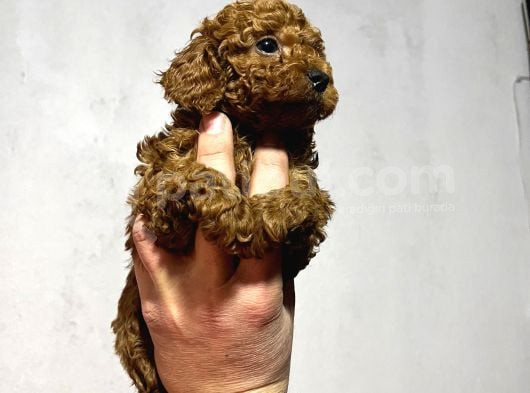 Cıvıl Cıvıl Toy Poodle Bebekler görsel