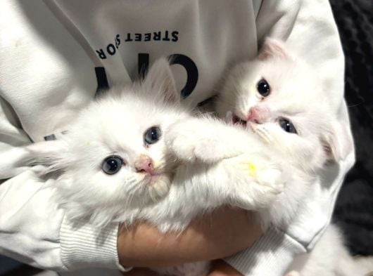Süslü Yeni Ailesini Ariyor Egitimli
