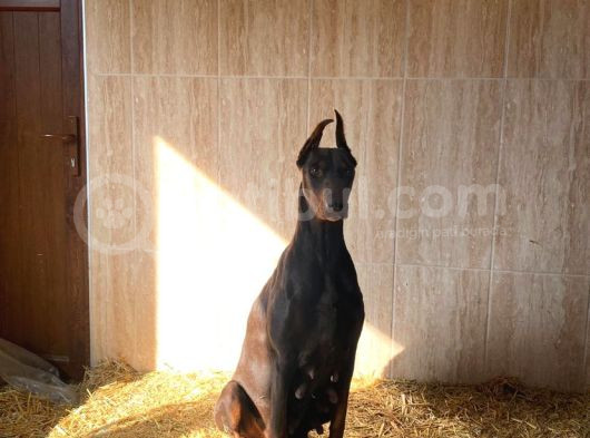 Kaliteli Doberman Yavruları Kızıl İstanbul Elden Teslim Olur görsel