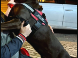 Kaliteli Doberman Yavruları Kızıl İstanbul Elden Teslim Olur