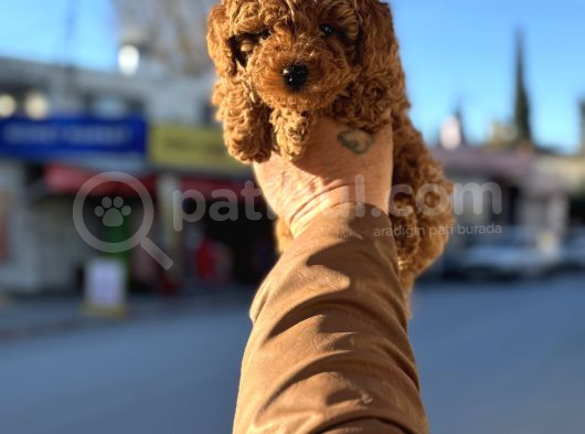 Redbrown Korekan Erkek Yavrumuz görsel