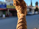 Redbrown Korekan Erkek Yavrumuz
