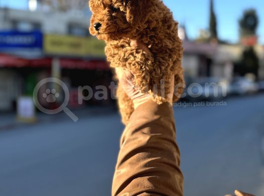 Redbrown Korekan Erkek Yavrumuz görsel