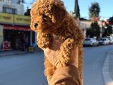 Redbrown Korekan Erkek Yavrumuz
