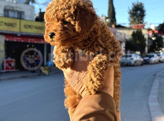 Redbrown Korekan Erkek Yavrumuz görsel