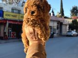 Redbrown Korekan Erkek Yavrumuz