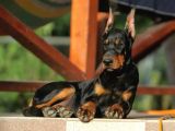 Safkan estetikli ve estetiksiz king Doberman yavrularımız