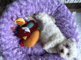 0 Numara Maltese Terrier Erkek Yavru