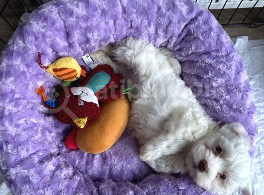 0 Numara Maltese Terrier Erkek Yavru