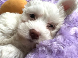 0 Numara Maltese Terrier Erkek Yavru