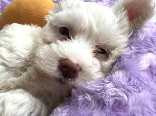 0 Numara Maltese Terrier Erkek Yavru görsel