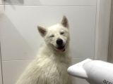 1-5Yaşında Dişi Samoyed