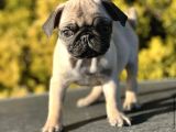 Irk Garanti̇li̇ Pug Mops Yavrulari