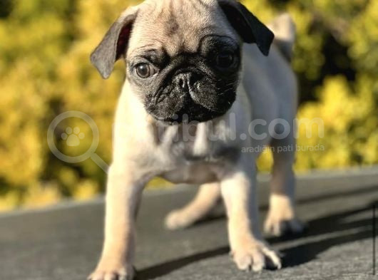 Irk Garanti̇li̇ Pug Mops Yavrulari görsel