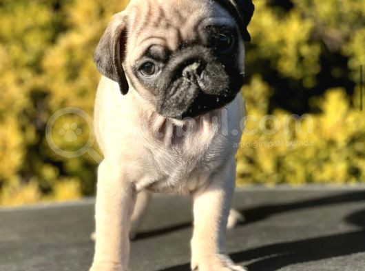 Irk Garanti̇li̇ Pug Mops Yavrulari