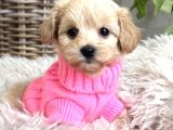 SAFKAN MALTİPOO YAVRULARIMIZ