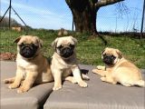 SAFKAN GÜL KUYRUK PUG YAVRULARI