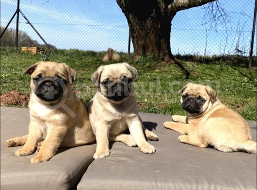 Safkan Gül Kuyruk Pug Yavrulari