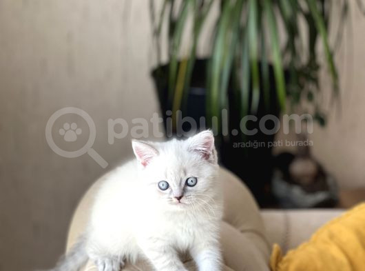 Hari̇ka Güzelli̇kte Bri̇ti̇sh Shorthai̇r Si̇lver Poi̇nt görsel