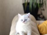 Hari̇ka Güzelli̇kte Bri̇ti̇sh Shorthai̇r Si̇lver Poi̇nt