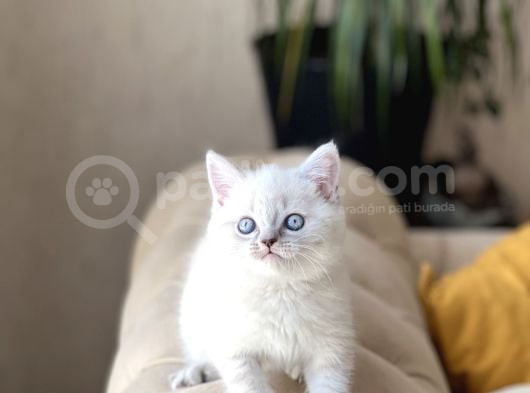 Hari̇ka Güzelli̇kte Bri̇ti̇sh Shorthai̇r Si̇lver Poi̇nt görsel