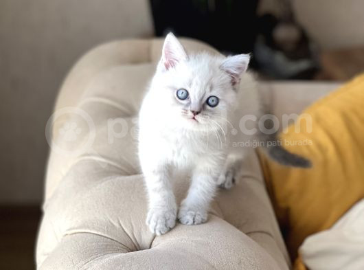 Hari̇ka Güzelli̇kte Bri̇ti̇sh Shorthai̇r Si̇lver Poi̇nt görsel