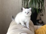 HARİKA GÜZELLİKTE BRİTİSH SHORTHAİR SİLVER POİNT