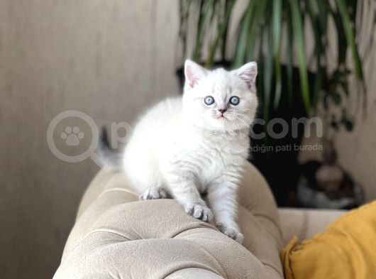 Hari̇ka Güzelli̇kte Bri̇ti̇sh Shorthai̇r Si̇lver Poi̇nt
