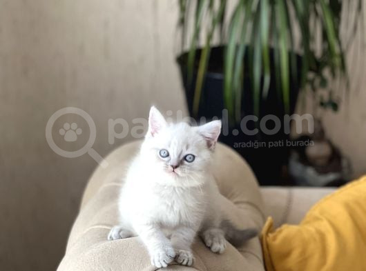 Hari̇ka Güzelli̇kte Bri̇ti̇sh Shorthai̇r Si̇lver Poi̇nt görsel