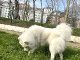 1-5Yaşında Dişi Samoyed