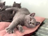 Ankarada Ziyarete Açık British Shorthair Yavrularımız