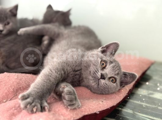 Ankarada Ziyarete Açık British Shorthair Yavrularımız görsel