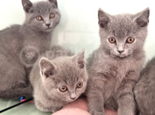 Ankarada Ziyarete Açık British Shorthair Yavrularımız görsel