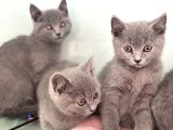 Ankarada Ziyarete Açık British Shorthair Yavrularımız